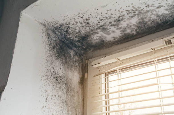Affordable Mold Inspection solutions in Round Rock, TX