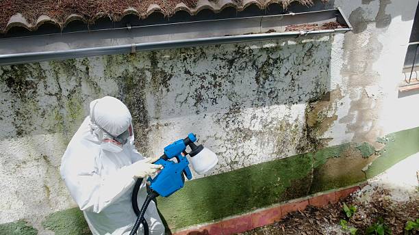 Top rated local Mold Inspection specialists in Round Rock, TX